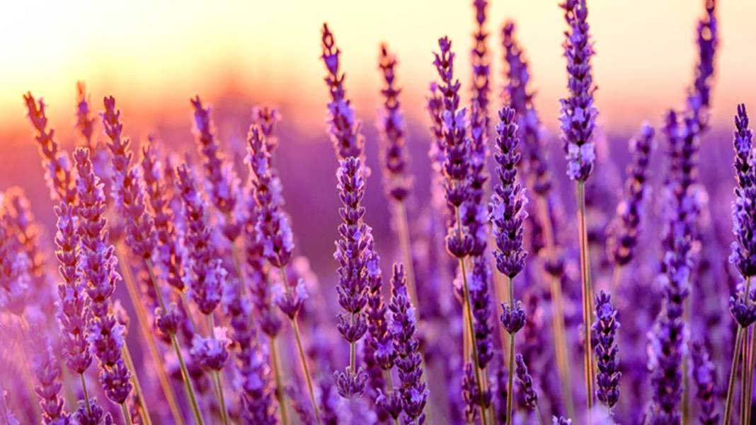 Bu bitkilerin bir tek ölüme çaresi yok! Bedava olduğu için kimse tavsiye etmiyor: Bu 9 bitki ile bir daha hasta olmayacaksınız 10